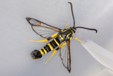 Yellow-legged Clearwing 15-09-2020 Copyright: Bill Crooks