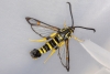 Yellow-legged Clearwing 15-09-2020