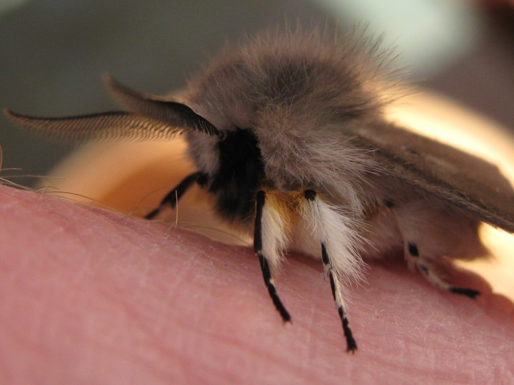 male on finger Copyright: Kim Prowse