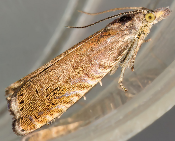 Dichrorampha aeratana 16-06-2023 Copyright: Bill Crooks