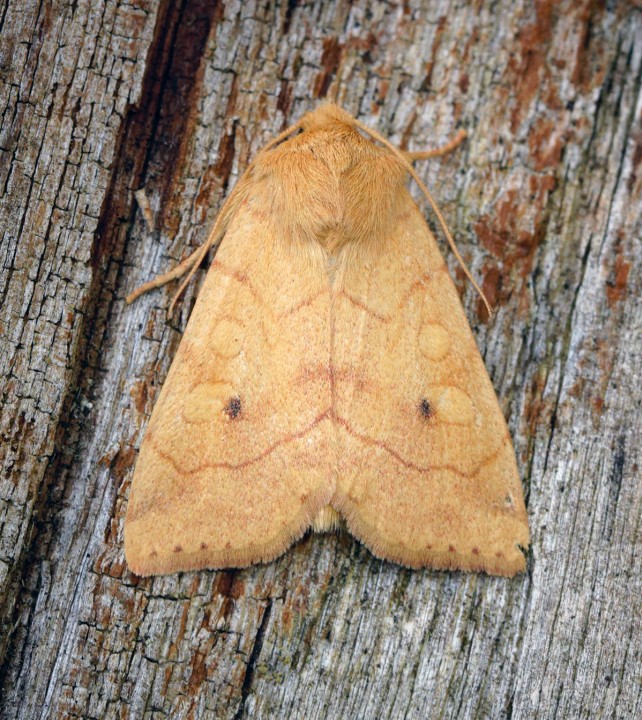 Angle-striped Sallow Copyright: Ben Sale