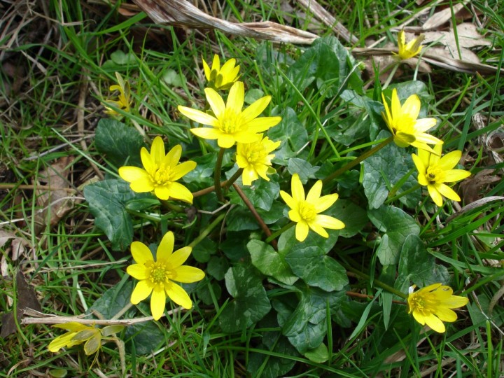 Lesser Celandine Copyright: Graham Smith