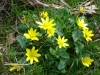 Lesser Celandine 