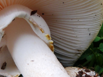 Amanita franchettii 3 Copyright: Graham Smith