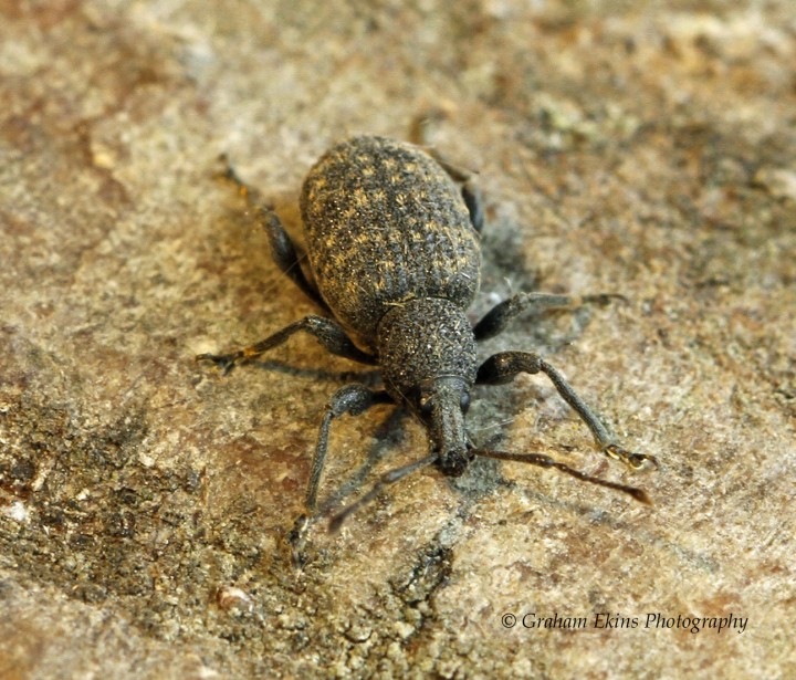 Otiorhynchus sulcatus  (Vine Weevil) 2 Copyright: Graham Ekins