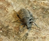 Otiorhynchus sulcatus  (Vine Weevil) 2 