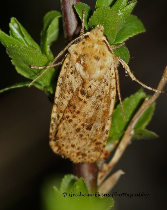 Dotted Chestnut  Conistra rubiginea Copyright: Graham Ekins