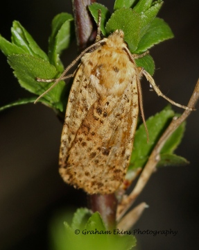 Dotted Chestnut  Conistra rubiginea Copyright: Graham Ekins