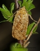 Dotted Chestnut  Conistra rubiginea Copyright: Graham Ekins