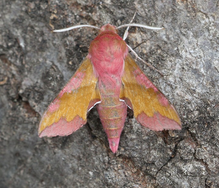 Small Elephant Hawk-moth Deilephila porcellus Copyright: Graham Ekins