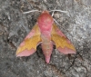 Small Elephant Hawk-moth Deilephila porcellus Copyright: Graham Ekins