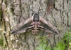 Privet Hawk Moth 