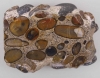 Hertfordshire puddingstone from Newney Green found by B.E.Brett