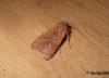 Beaded Chestnut 2 Copyright: Ben Sale