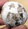 Echinoid Sternotaxis planus Littlebury M11 1978 198 in hand