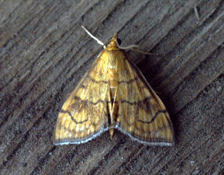 Anania verbascalis Copyright: Ben Sale