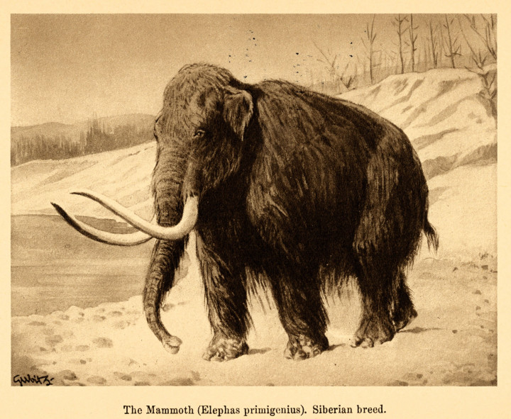 Siberian Mammoth Copyright: William George