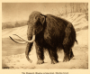 Siberian Mammoth 