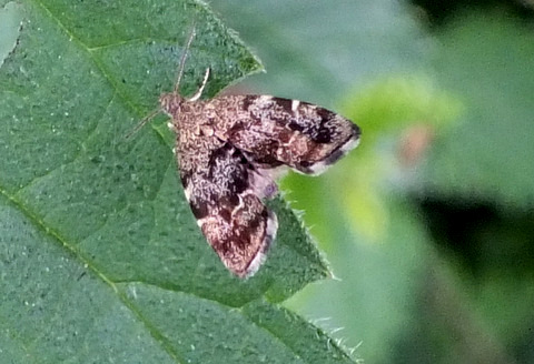 Nettle Tap Moth Anthophila fabriciana 2 Copyright: Peter Pearson