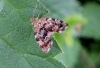 Nettle Tap Moth Anthophila fabriciana 2 