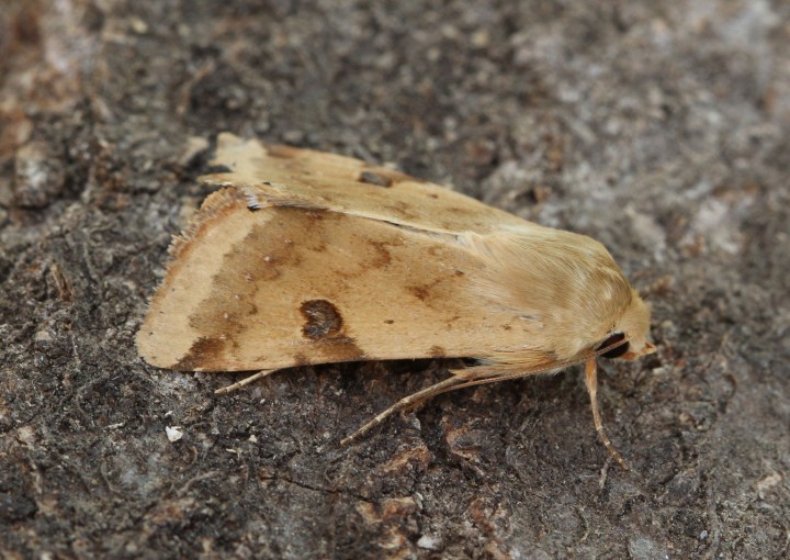 Bordered Straw   Heliothis peltigera  3 Copyright: Graham Ekins