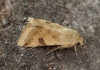 Bordered Straw   Heliothis peltigera  3