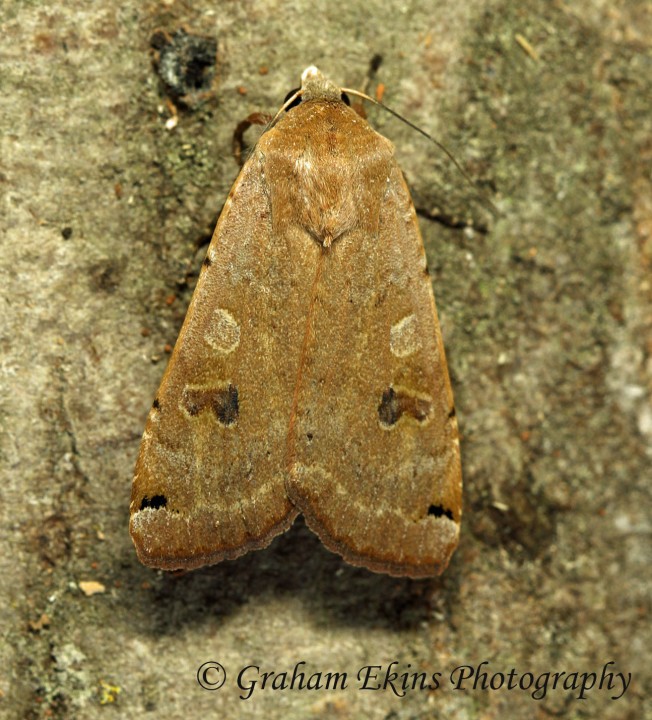 Noctua orbona   Lunar Yellow Underwing Copyright: Graham Ekins