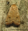 Noctua orbona   Lunar Yellow Underwing Copyright: Graham Ekins