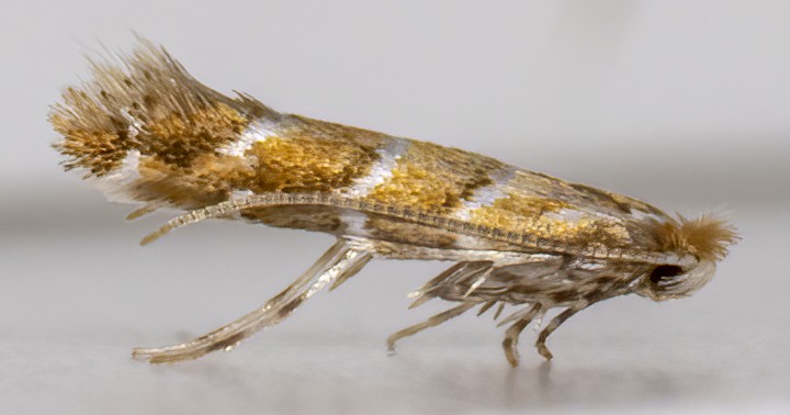 Horse Chestnut Leaf-miner (Cameraria ohridella) 08-09-2020 Copyright: Bill Crooks