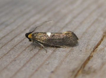 Incurvaria masculella 2 Copyright: Stephen Rolls