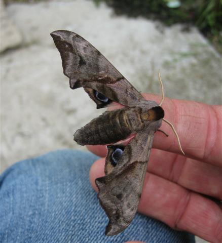 Eyed Hawkmoth 2 Copyright: Stephen Rolls