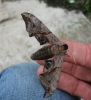 Eyed Hawkmoth 2 Copyright: Stephen Rolls