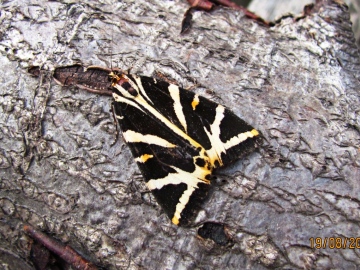 Jersey Tiger August 19th 2012 Copyright: Graham Smith
