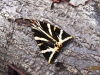 Jersey Tiger August 19th 2012 