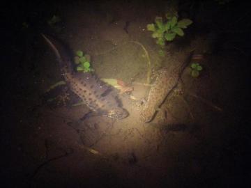 Newts courting this year Copyright: J Cranfield March 2007