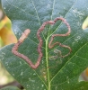 Stigmella basiguttella. Leafmine.