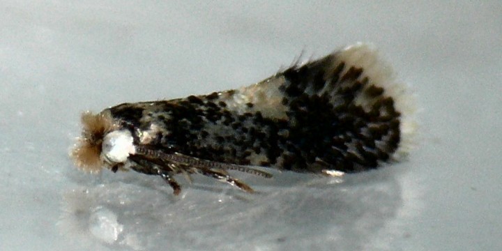 Ectoedemia heringella Copyright: Peter Furze