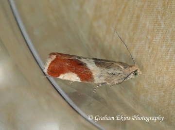 Epinotia cruciana Copyright: Graham Ekins