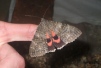 Red Underwing 