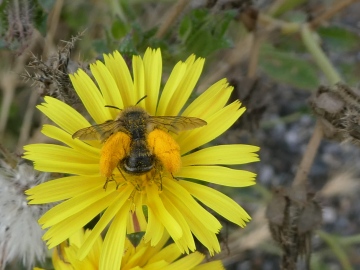 Pantaloon Bee Copyright: Alf Mullins