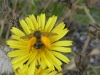 Pantaloon Bee Copyright: Alf Mullins