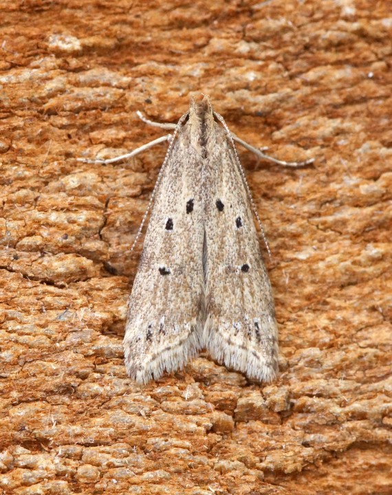 Brachmia inornatella Copyright: Ben Sale