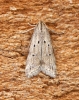 Brachmia inornatella Copyright: Ben Sale