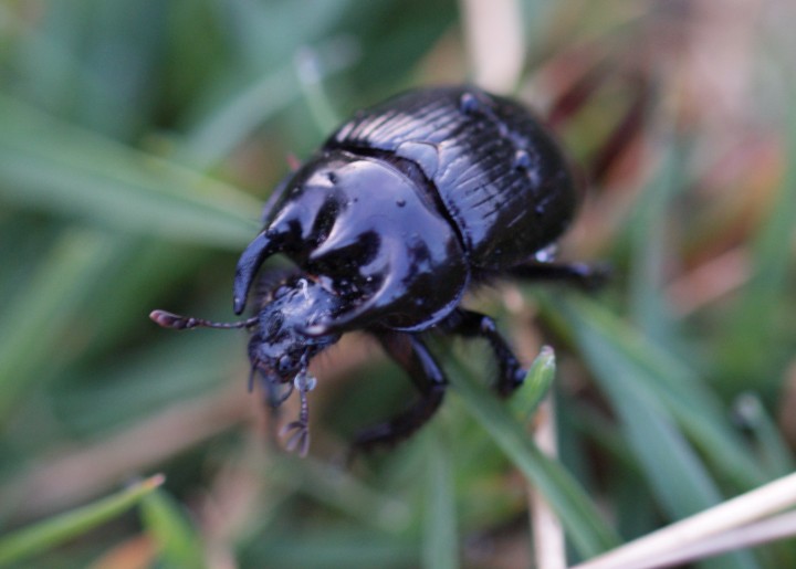 Minotaur beetle MGC Copyright: Robert Smith