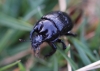 Minotaur beetle MGC 