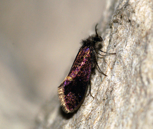 Eriocrania subpurpurella f.fastuosella 3 Copyright: Ben Sale