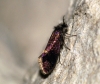 Eriocrania subpurpurella f.fastuosella 3 