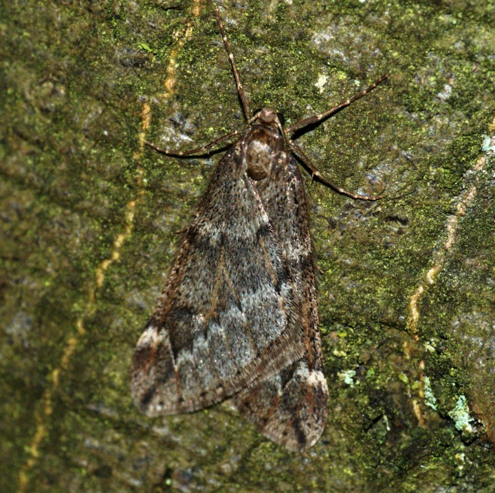 March Moth Copyright: Ben Sale