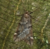 March Moth Copyright: Ben Sale