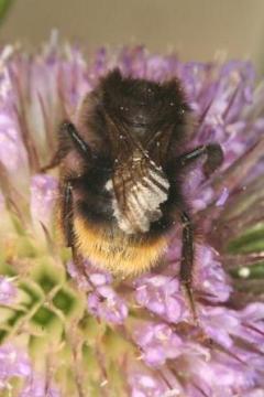 Bombus ruderarius